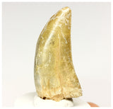 1327 - Gem Grade Afrovenator abakensis Megalosaurid Dinosaur Tooth Jurassic Tiouraren Fm