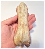 1524 - Finest Grade Huge 16cm Spinosaurus aegyptiacus Dinosaur Phalanx Toe Bone