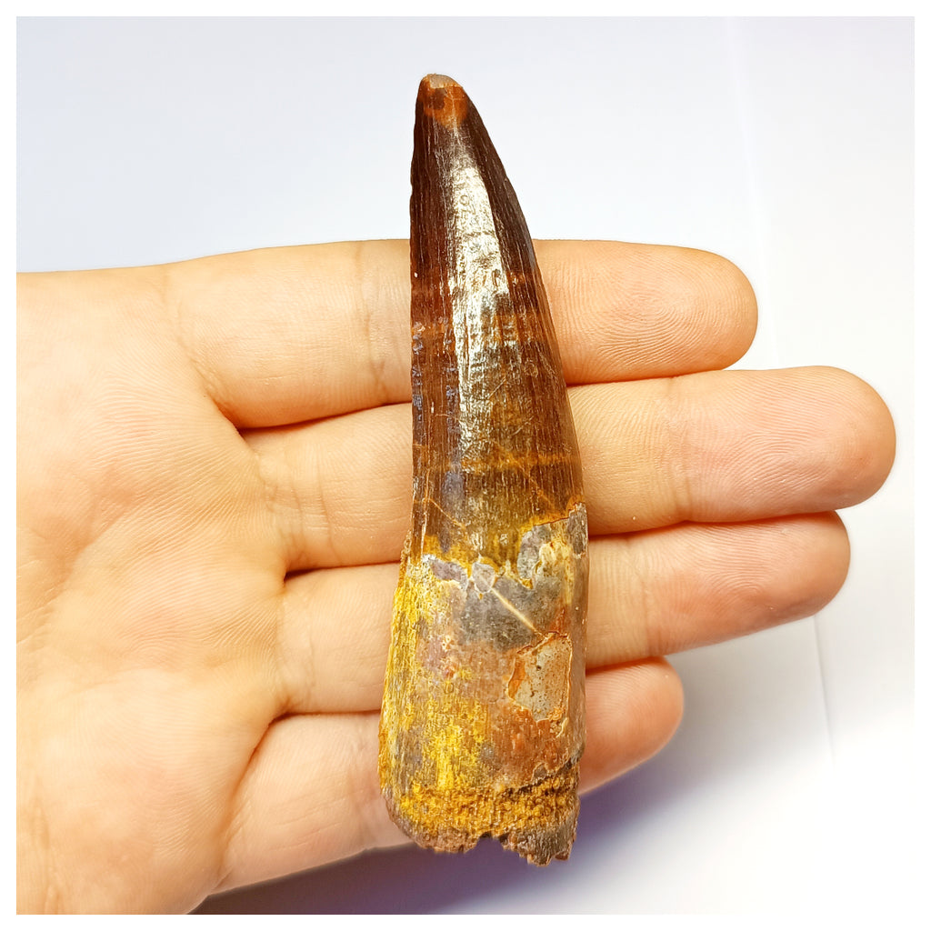 1319 - Gem Grade Spinosaurus aegyptiacus Dinosaur Tooth - Cretaceous KemKem Beds