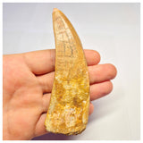 1372 - Huge Rooted Carcharodontosaurus saharicus Dinosaur Tooth - Cretaceous KemKem Beds