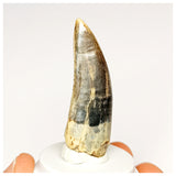 1300 - Rare Afrovenator abakensis Megalosaurid Dinosaur Tooth Jurassic Tiouraren Fm