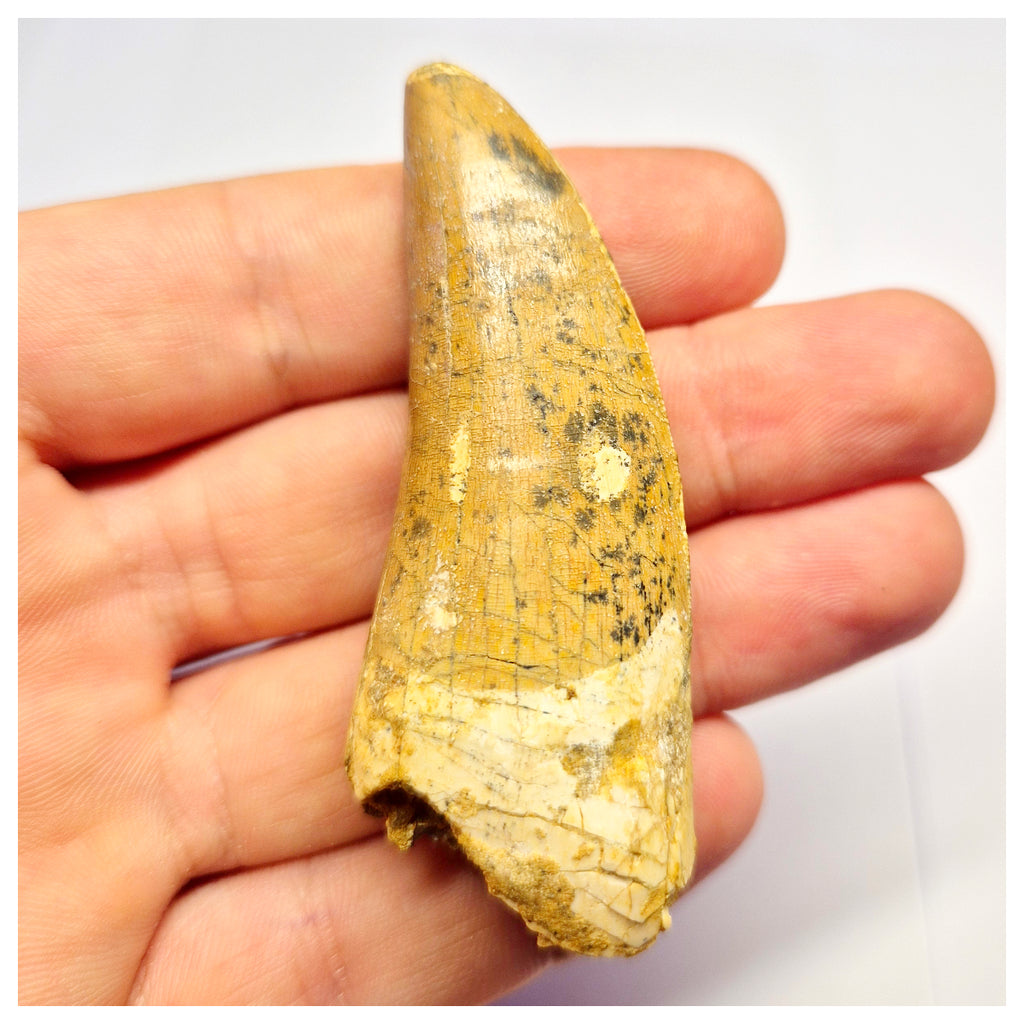 1387- Nicely Preserved Premaxillary Carcharodontosaurus saharicus Dinosaur Tooth