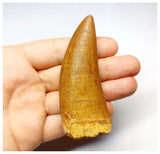 1332 - Huge Carcharodontosaurus saharicus Dinosaur Tooth - Cretaceous KemKem Beds