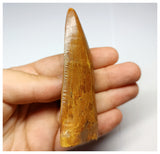 1330 - Huge Carcharodontosaurus saharicus Dinosaur Tooth - Cretaceous KemKem Beds