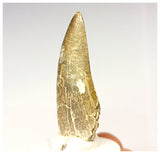 1326 - Eocarcharia dinops Dinosaur Tooth - Cretaceous Elrhaz Fm Tenere Desert