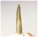 1325 - Rare Afrovenator abakensis Megalosaurid Dinosaur Tooth Jurassic Tiouraren Fm