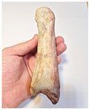 1524 - Finest Grade Huge 16cm Spinosaurus aegyptiacus Dinosaur Phalanx Toe Bone