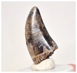 4000 - Museum Grade Serrated Tyrannosaurus rex Dinosaur Tooth from Montana, USA