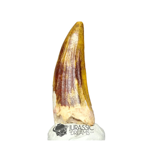 20183 - Gem Grade Suchomimus tenerensis Dinosaur Tooth - Cretaceous Elrhaz Fm