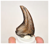 C27 - Rare Unidentified Theropod Dinosaur Manus Claw Lower Cretaceous Elrhaz Fm