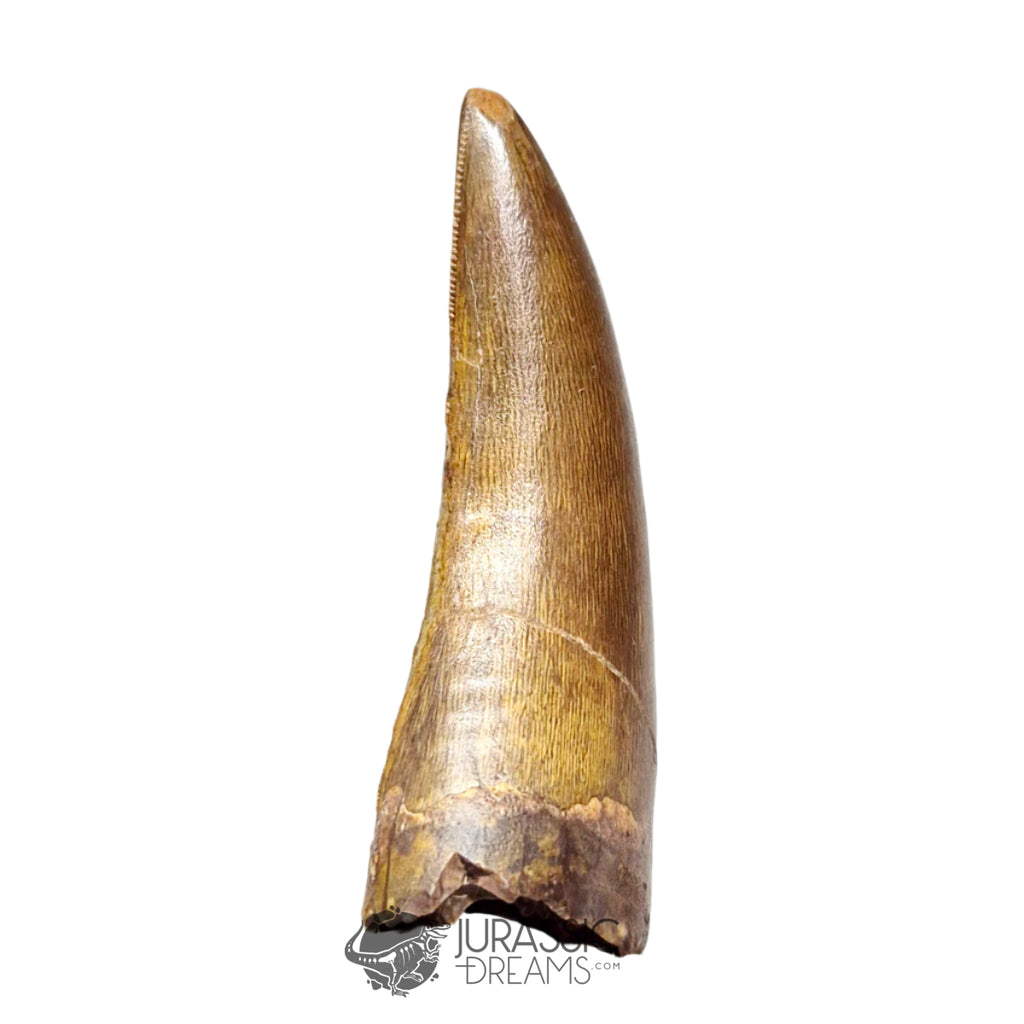 20121- Museum Grade Afrovenator abakensis Megalosaurid Dinosaur Tooth Jurassic Tiouraren Fm