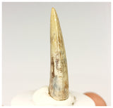 1328 - Gem Grade Afrovenator abakensis Megalosaurid Dinosaur Tooth Jurassic Tiouraren Fm