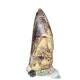 20140 - Huge Sarcosuchus imperator Crocodile Tooth - Lower Cretaceous Elrhaz Fm