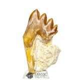 20197 - Nicely Preserved  Basilosaurus (Whale Ancestor) Molar Rooted Tooth