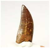 1334 - Nicely Preserved Carcharodontosaurus saharicus Dinosaur Tooth