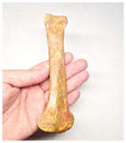 1520 - Rare Unidentified Cretaceous Crocodile Metacarpal Bone - KemKem Beds