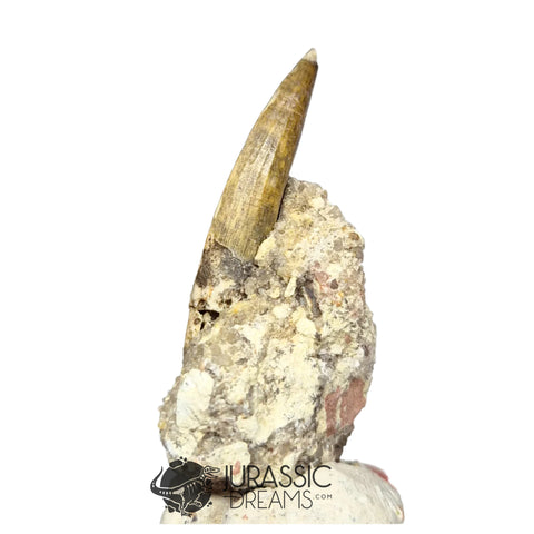 20143 - Nicely Preserved Suchomimus tenerensis Dinosaur Tooth in Natural Matrix