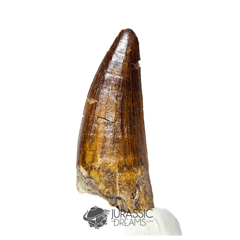 20181 - Large Partial Suchomimus tenerensis Spinosaurid Dinosaur Tooth