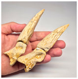 1496 - Museum Grade Spinosaurus aegyptiacus Dinosaur Partial Toe with Claws- KemKem Beds