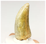 1327 - Gem Grade Afrovenator abakensis Megalosaurid Dinosaur Tooth Jurassic Tiouraren Fm