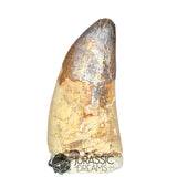 20152 - Huge Sarcosuchus imperator Crocodile Tooth - Lower Cretaceous Elrhaz Fm