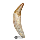 20123 - Top Huge Basilosaurus (Whale Ancestor) Incisor Rooted Tooth