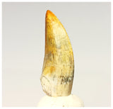 1322 - Gem Grade Afrovenator abakensis Megalosaurid Dinosaur Tooth Jurassic Tiouraren Fm