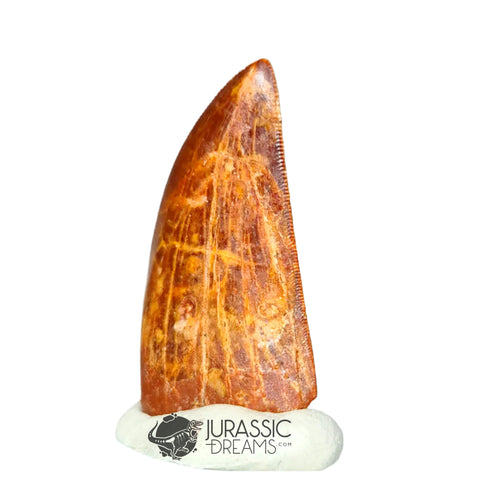 20323 - Nicely Preserved Carcharodontosaurus saharicus Dinosaur Tooth