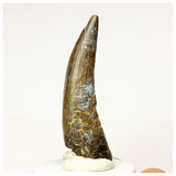 1348 - Rare Suchomimus tenerensis Spinosaurid Dinosaur Tooth - Cretaceous Elrhaz Fm