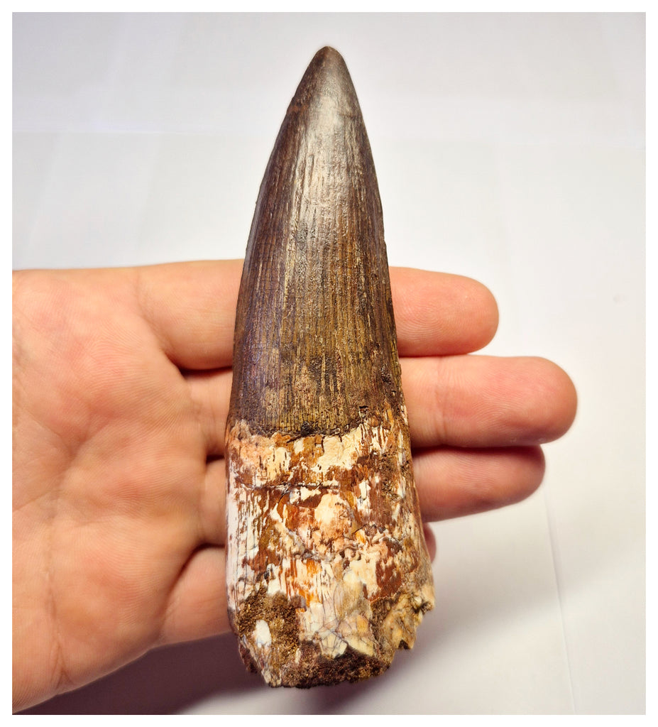 1358 - Huge Spinosaurus aegyptiacus Dinosaur Tooth - Cretaceous KemKem Beds