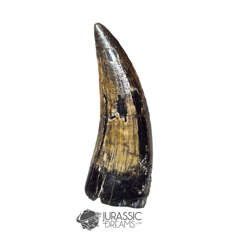 20239 - Nicely Preserved Large Suchomimus tenerensis Dinosaur Tooth