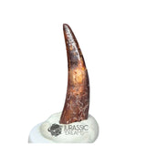 20215 - Gem Grade Pterosaur (Coloborhynchus) Tooth - Cretaceous KemKem Beds