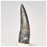 1567 - Nicely Preserved Suchomimus tenerensis Spinosaurid Dinosaur Tooth - Cretaceous Elrhaz Fm