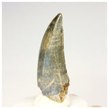 1321 - Gem Grade Afrovenator abakensis Megalosaurid Dinosaur Tooth Jurassic Tiouraren Fm