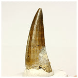 1346 - Rare Suchomimus tenerensis Spinosaurid Dinosaur Tooth - Cretaceous Elrhaz Fm