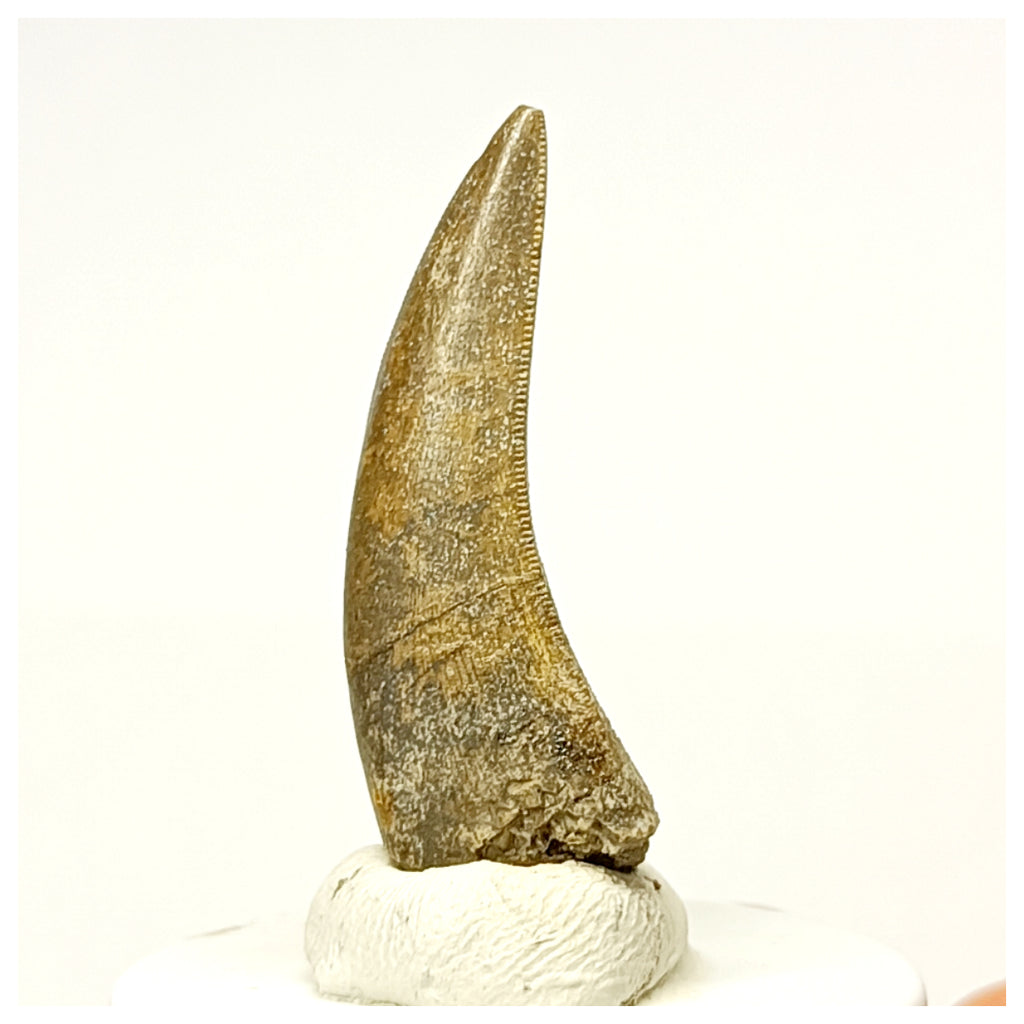 1340 - Rare Afrovenator abakensis Megalosaurid Dinosaur Tooth Jurassic Tiouraren Fm