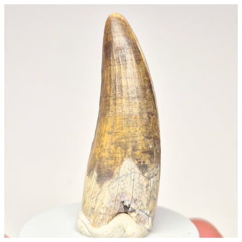 1564 - Nicely Preserved Suchomimus tenerensis Spinosaurid Dinosaur Tooth - Cretaceous Elrhaz Fm