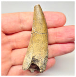 1563 - Large Suchomimus tenerensis Spinosaurid Dinosaur Tooth - Cretaceous Elrhaz Fm