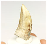 1328 - Gem Grade Afrovenator abakensis Megalosaurid Dinosaur Tooth Jurassic Tiouraren Fm