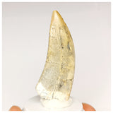 1302 - Finest Quality Afrovenator abakensis Megalosaurid Dinosaur Tooth Jurassic Tiouraren Fm