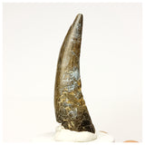 1348 - Rare Suchomimus tenerensis Spinosaurid Dinosaur Tooth - Cretaceous Elrhaz Fm