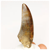 1303 - Eocarcharia dinops Dinosaur Tooth - Cretaceous Elrhaz Fm Tenere Desert