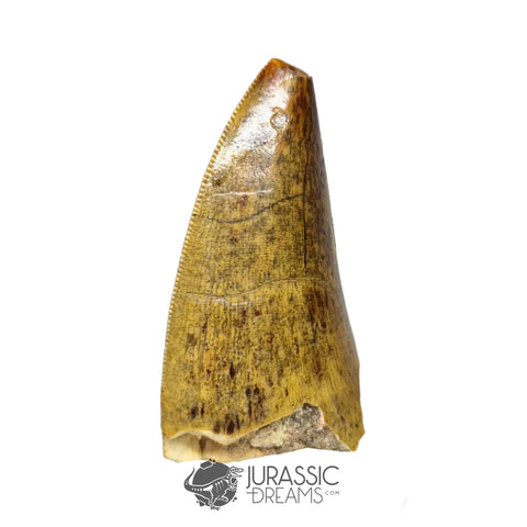 20300 - Nicely Preserved Afrovenator abakensis Megalosaurid Dinosaur Tooth