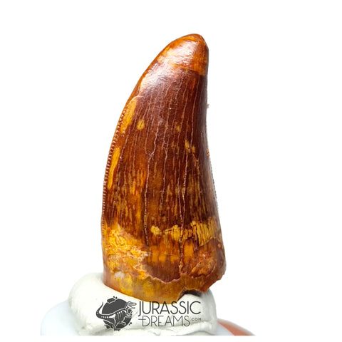 20172 - Finest Grade Carcharodontosaurus saharicus Dinosaur Premaxillary Tooth