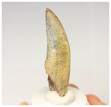 1325 - Rare Afrovenator abakensis Megalosaurid Dinosaur Tooth Jurassic Tiouraren Fm