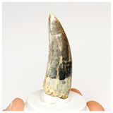 1300 - Rare Afrovenator abakensis Megalosaurid Dinosaur Tooth Jurassic Tiouraren Fm