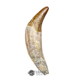 20123 - Top Huge Basilosaurus (Whale Ancestor) Incisor Rooted Tooth