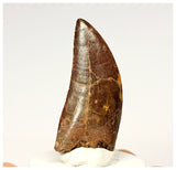 1334 - Nicely Preserved Carcharodontosaurus saharicus Dinosaur Tooth