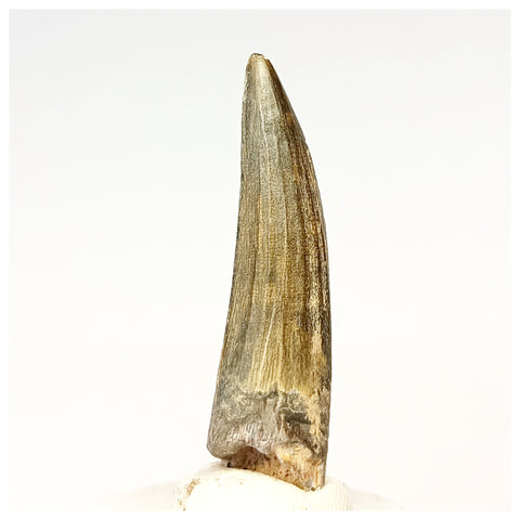 1310 - Nicely Preserved Suchomimus tenerensis Spinosaurid Dinosaur Tooth - Cretaceous Elrhaz Fm