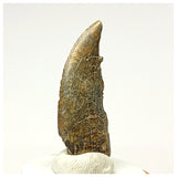 1341 - Kryptops palaios Abelisaurid Theropod Dinosaur Tooth Cretaceous Elrhaz Fm